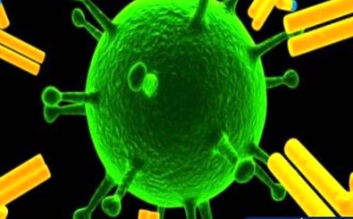 نقش پروتئین ویروس کرونا در آلوده کردن سلول‌های بدن میزبان