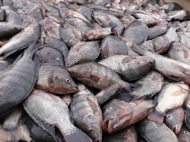 فائو درباره شیوع ویروس مرگبار تهدید کننده ماهی تیلاپیا هشدار داد