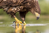 شکار ماهی توسط عقاب از نمای زیر آب