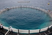 اجرای بیش از 40 پروژه تحقیقاتی با محوریت پرورش ماهی در قفس