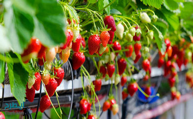 تولید سالانه 65 تن توت فرنگی در مجتمع گلخانه ای دهکده سبز نمین