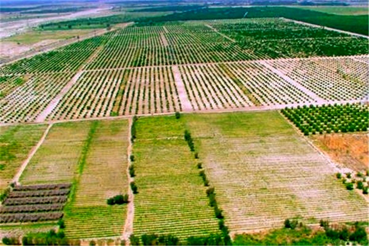 100 هزار هکتار از مساحت قم سهم باغات و اراضی کشاورزی است