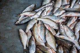 کشف 100کیلوگرم گوشت ماهی غیرقابل مصرف در برخوار