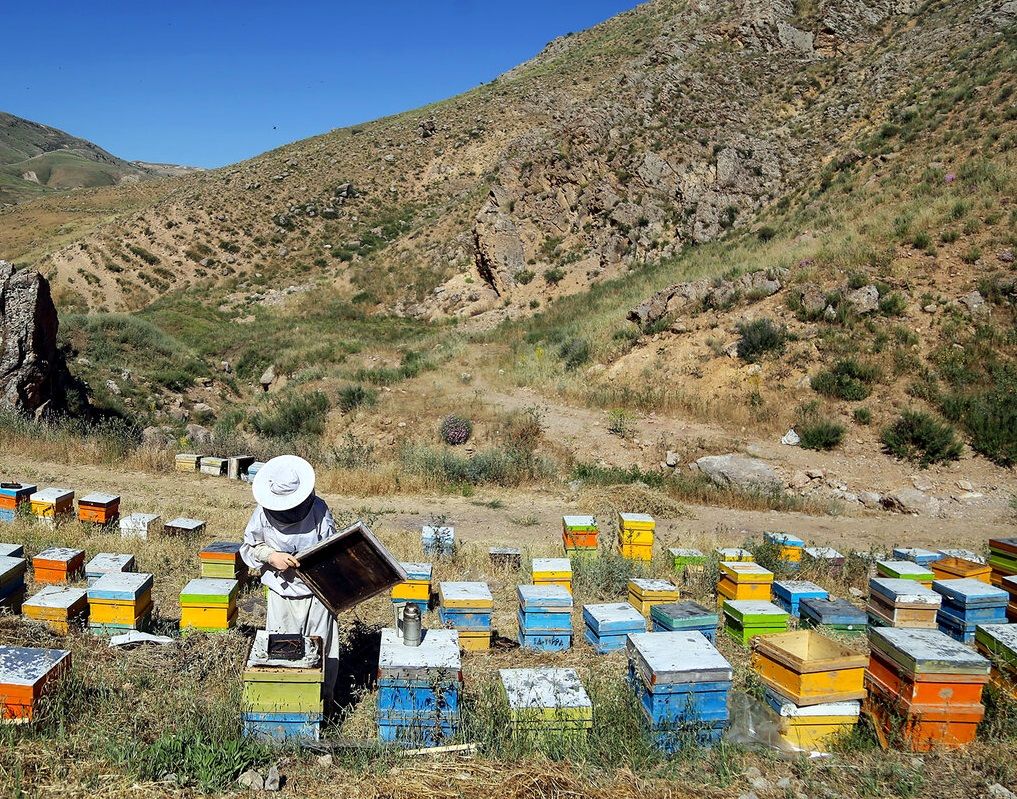 آغاز کوچ زنبورداران به هرمزگان