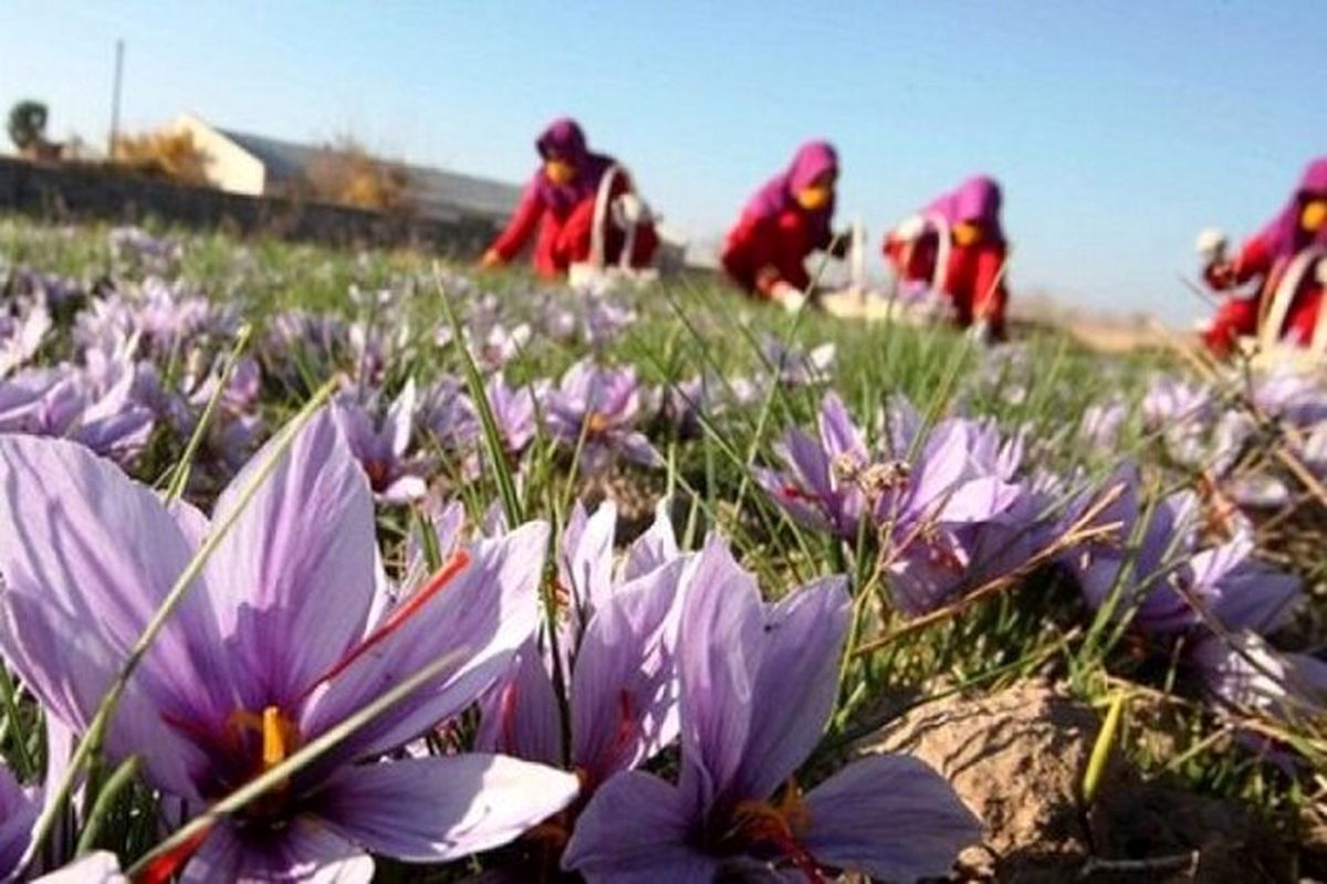 برداشت ۸۵ درصد زعفران تولید شده در تربت جام 