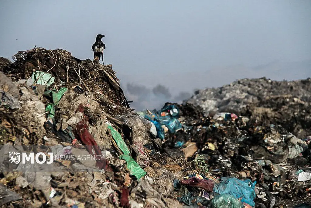 ضرب‌الاجل ۱۰ روزه دادستان سرخرود برای توقف زباله‌سوزی غیرقانونی در روستای حاجی‌کلا