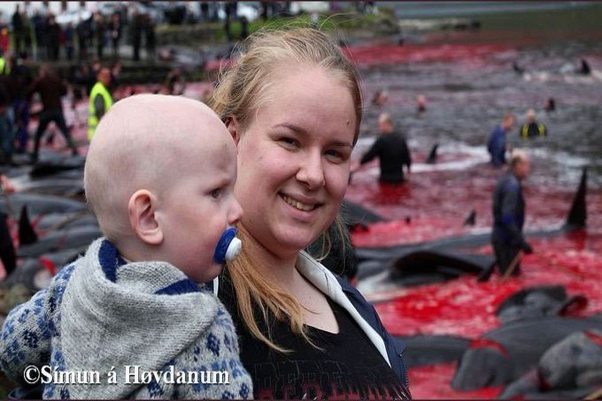قتل عام وحشیانه 1500 دلفین در دانمارک!