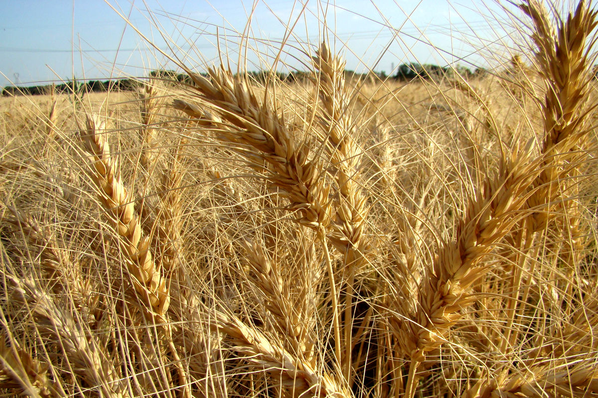 ۸٫۲ میلیون تن گندم مازاد بر نیاز کشاورزان خریداری شد