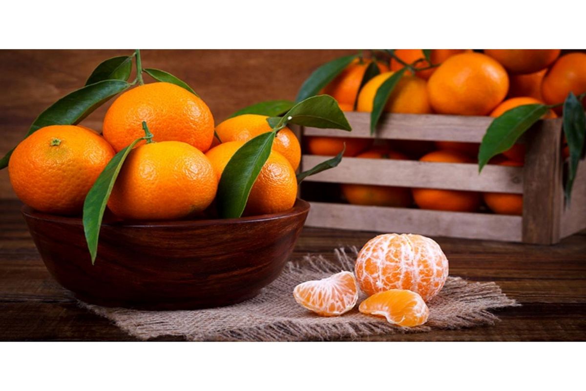 7350 تن پرتقال و کیوی از مازندران صادر شد