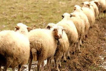 افزایش چشمگیر تولید شیر و گوشت گوسفند 