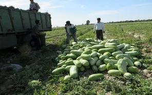 بی‌توجهی به الگوی کشت؛ تهدیدی جدی برای منابع آبی و اقتصاد کشاورزی در مغان