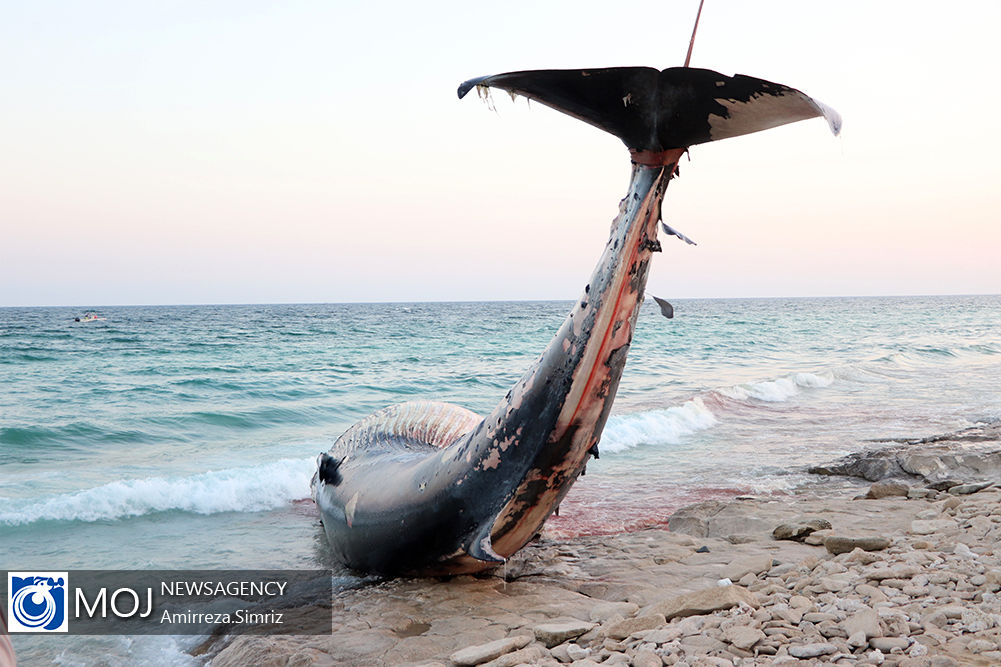 نهنگ مرده در سواحل جزیره کیش