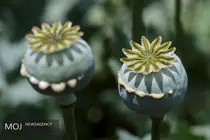 یک مزرعه خشخاش در خراسان رضوی کشف شد