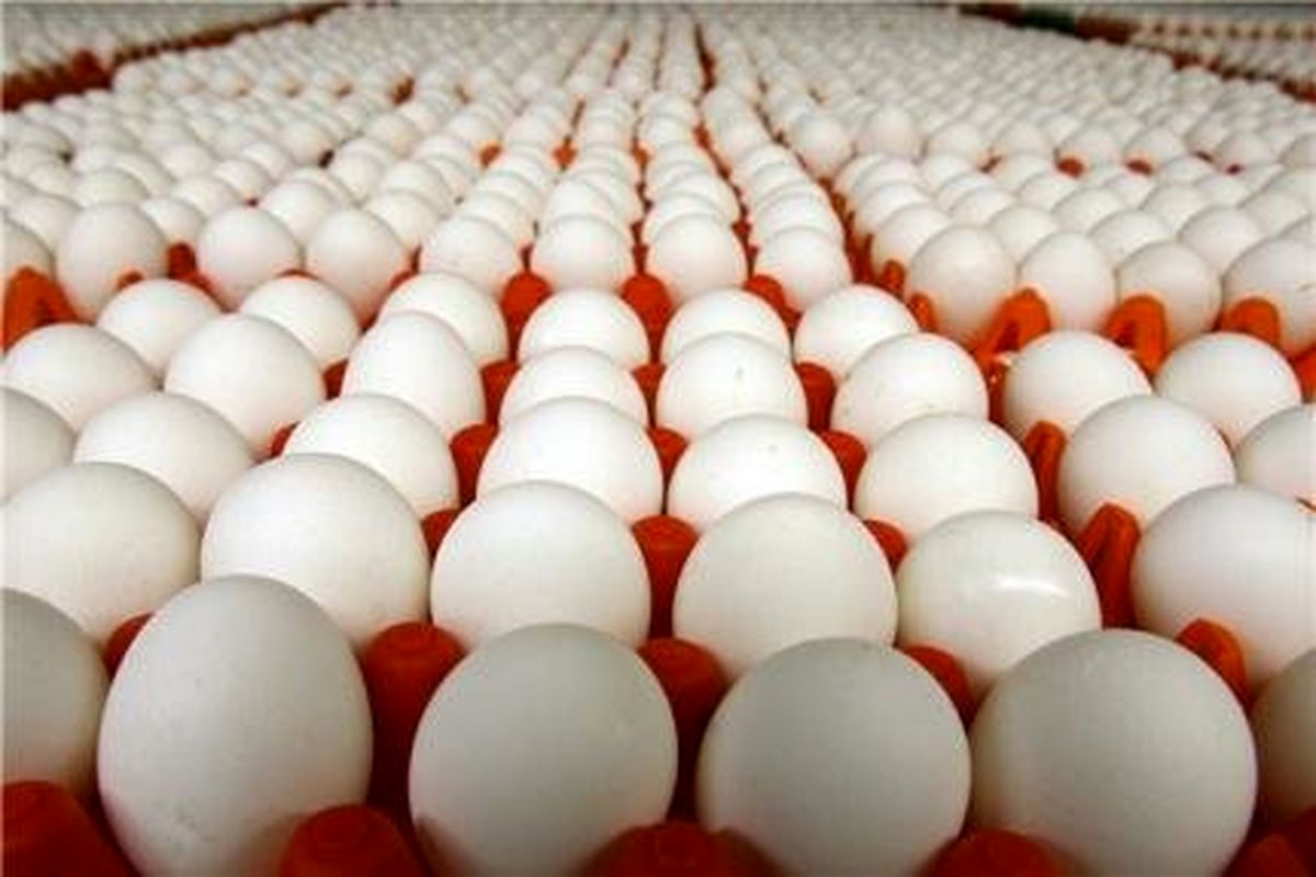 مصرف تخم مرغ در ایران نصف میانگین جهانی است