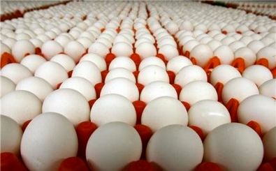 عرضه تخم‌مرغ به قیمت ۵۸۰۰ تومان به ازای هر کیلوگرم در خراسان رضوی/توزیع روزانه ۲۰ تن تخم‌مرغ با هدف تنظیم بازار در بازارهای مشهد
