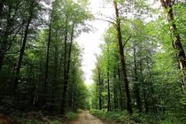 فرایند حفاظتی از جنگل های هیرکانی افزایش می یابد