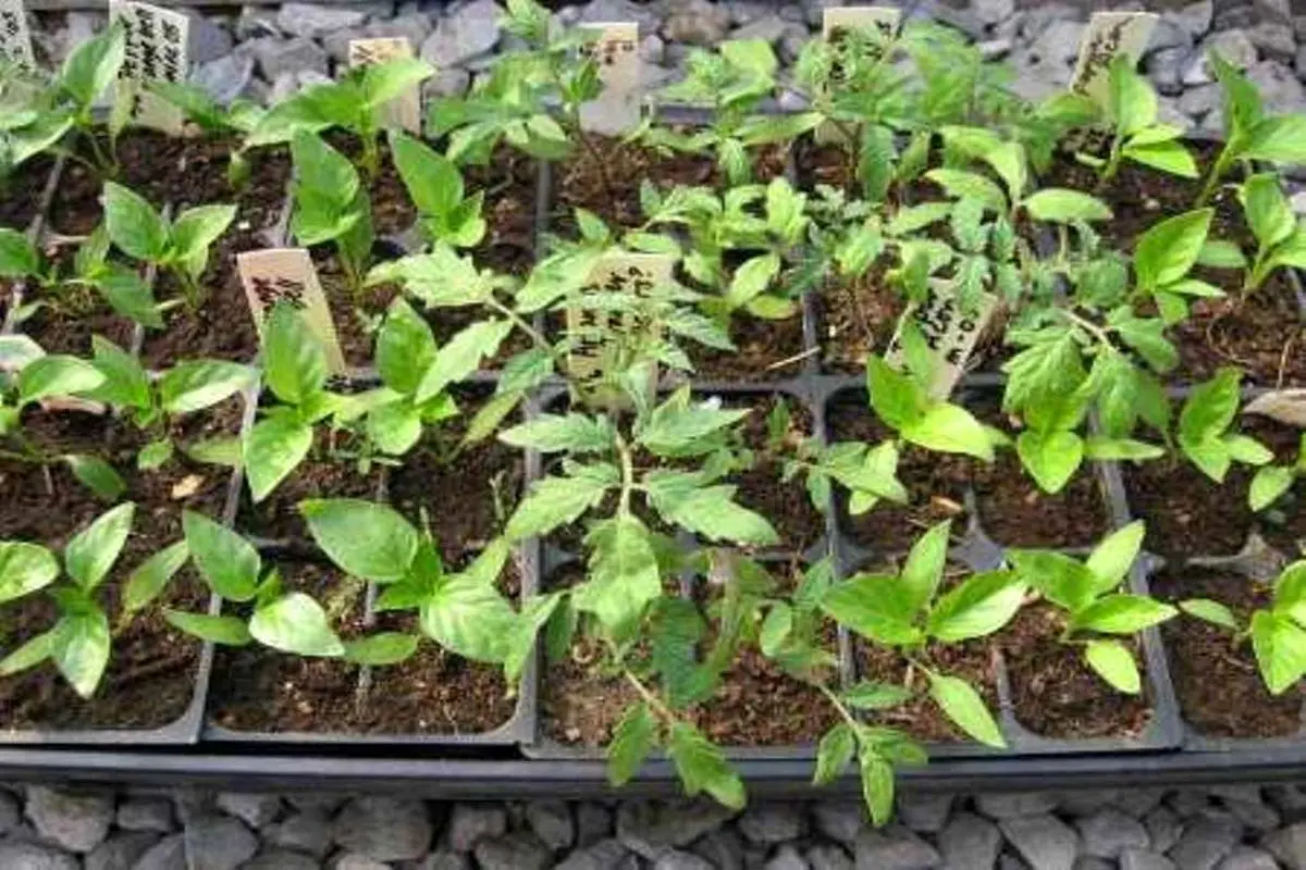 آغاز کشت نشاء گوجه فرنگی در بندرخمیر