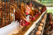 کاهش تولید تخم‌مرغ در خراسان رضوی به علت افزایش سن گله‌های مرغ تخمگذار است
