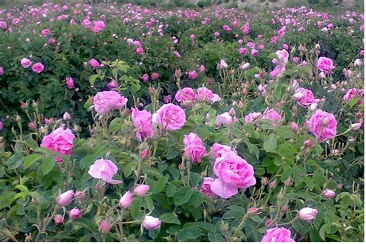 کاشت 7800 نهال گل محمدی در 4 روستای هزار جریب