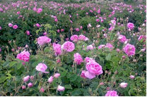 آغاز برداشت گل محمدی از ۲ هزار و ۵۸۰ هکتار در کاشان / تولید سالانه ۲۰ میلیون لیتر گلاب