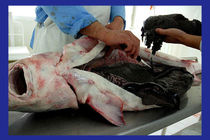 صادرات 48 تن گوشت ماهیان خاویاری از مازندران