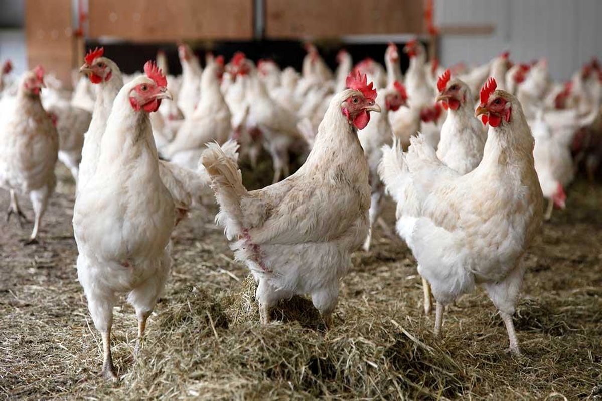 شیوع مشکلات تنفسی طیور با شروع فصل سرما، هشداری است برای مرغداران 