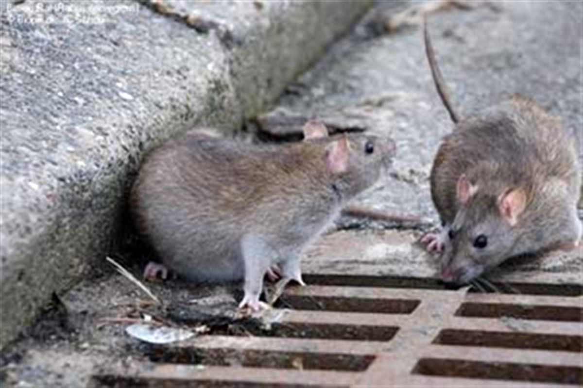 کاهش جمعیت موش های پایتخت با استفاده از فوم تزریقی