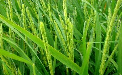 خودنمایی نخستین خوشه های برنج در گیلان 
