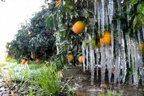 توصیه‌های فنی کشاورزی برای جلوگیری از سرمازدگی باغ‌های گیلان