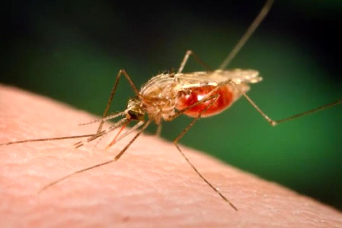 ۱۲ شهر یونان به دلیل مالاریا در قرنطینه قرار گرفت