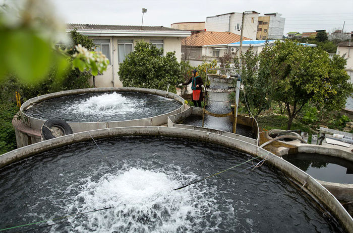 ایران رتبه اول تولید ماهی قزل‌آلا را در آب شیرین دارد