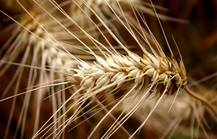 بیش از یک میلیون تن گندم در استان گلستان خریداری شد/ پرداخت پول کشاورزان به‌زودی‌