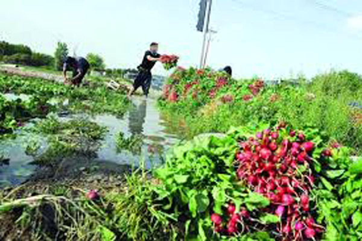 تولید 13 هزار تنی سبزی و صیفی در جویبار