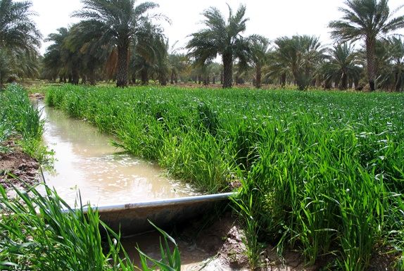 اجرا دستور العمل شیوه تعیین بهره وری آب در بخش کشاورزی خوزستان 