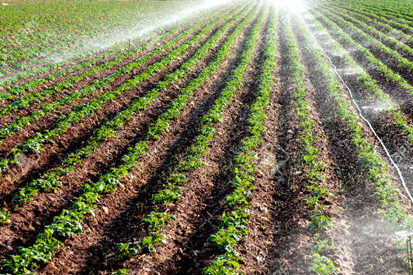 آبیاری یک چهارم زمین‌های کشاورزی تایباد به روشهای جدید  