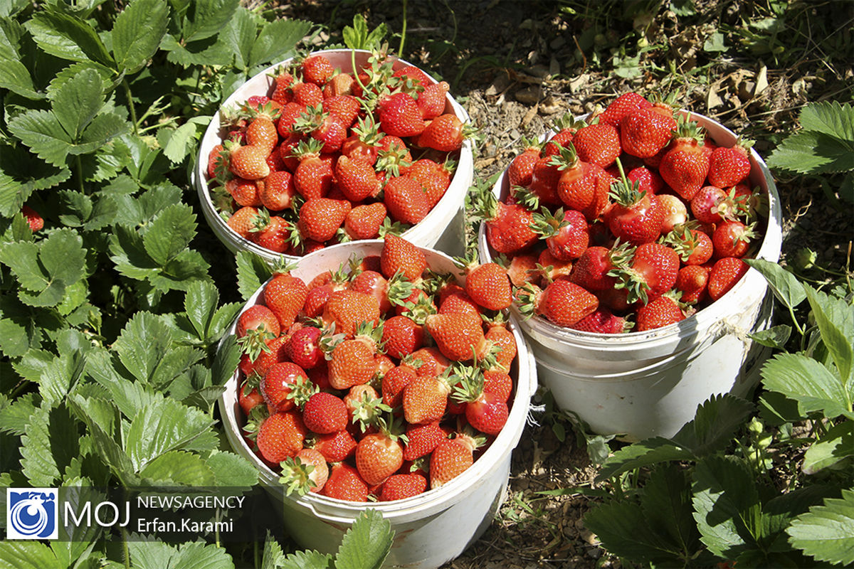 برداشت توت فرنگی در مزارع جویبار آغاز شد