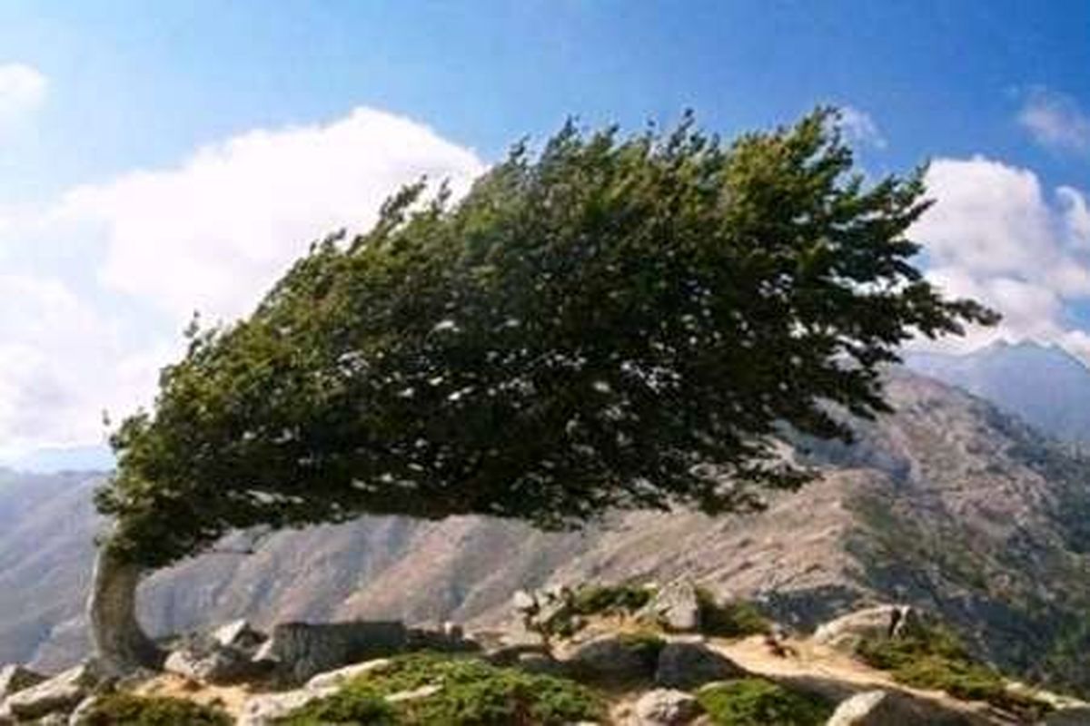 وزش باد‌های شدید ۵۰۰ میلیارد ریال به بخش کشاورزی کوهسرخ خسارت وارد کرد