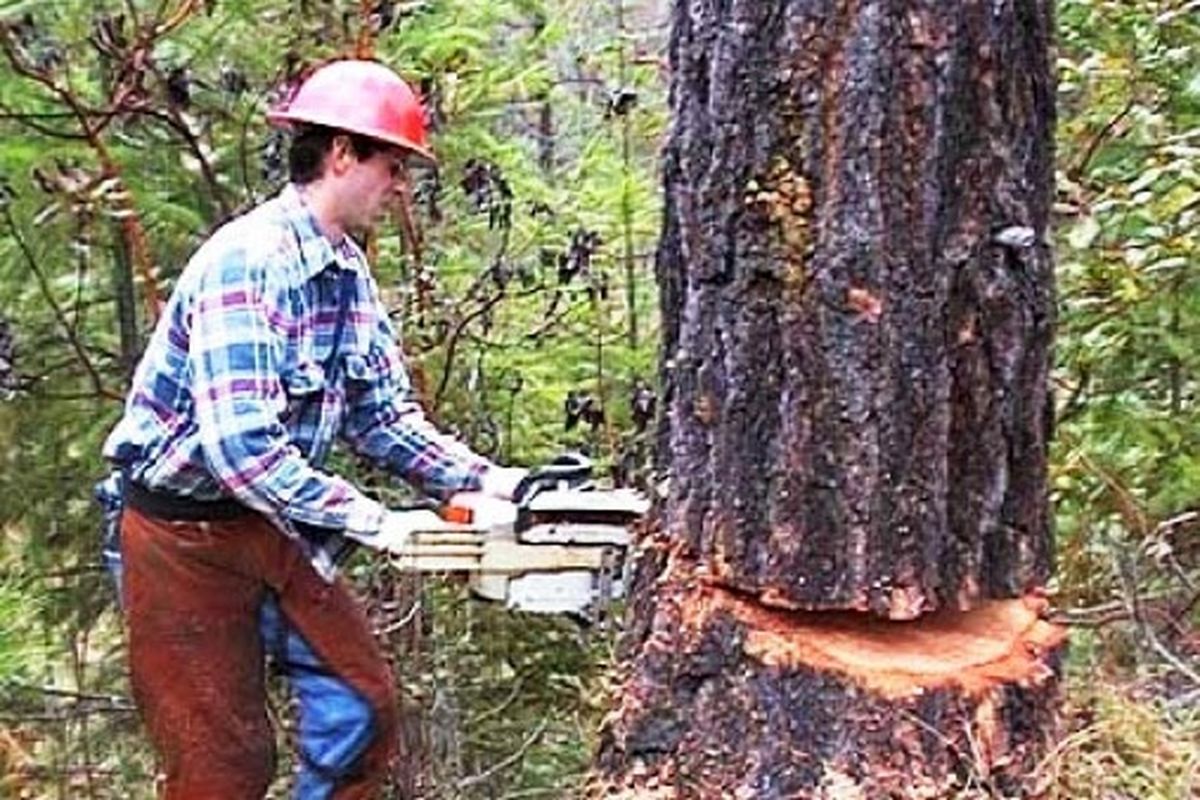 قطع درختان جنگلی موجب تاراج منابع ملی کشور می شود