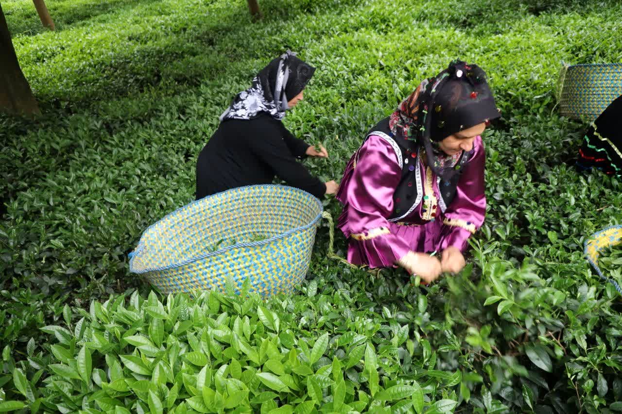 خرید تضمینی برگ سبز با مباشرت سازمان چای انجام می‌شود