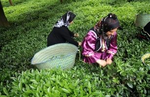 نرخ جدید برگ سبز چای اعلام شد