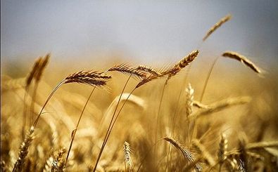 گندم تولیدی در زنجان 140 تا 170 هزارتن کاهش دارد