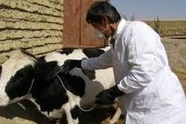 واکسیناسیون دام‌های استان اصفهان علیه تب برفکی