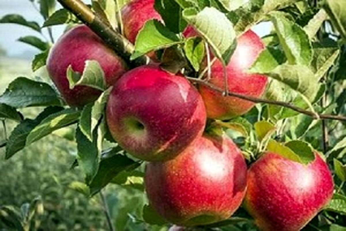 پیش بینی تولید 51 تن سیب از باغات کرمانشاه