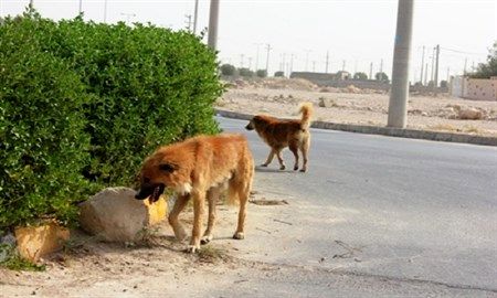 رهاسازی سگ‌های ولگرد در باغ رضوان و شهر اصفهان/ فرمانداری به صورت جدی با خاطیان برخورد کند