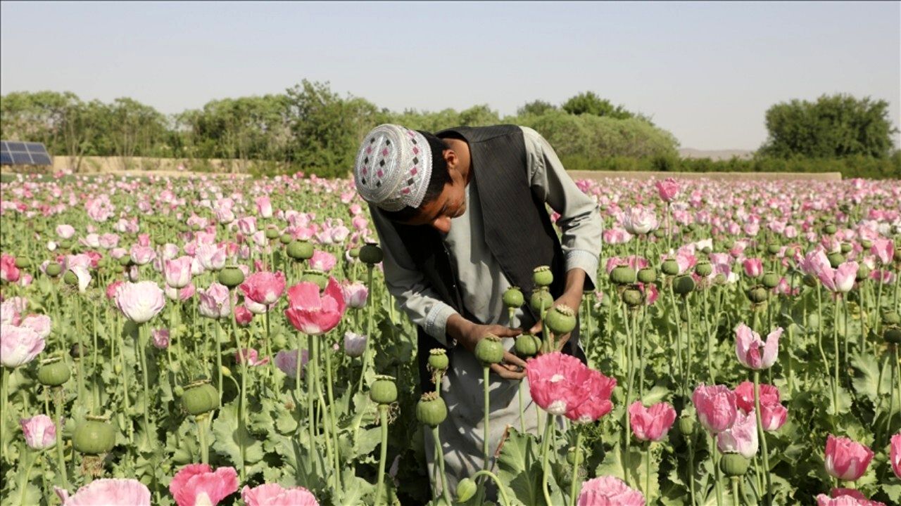 درآمد کشاورزان افغانستان از کشت «تریاک» سه برابر شد