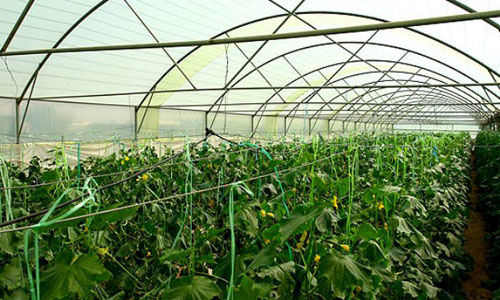 استقبال کشاورزان از گلخانه ها در خوزستان و افزایش سطح توسعه گلخانه ها در استان
