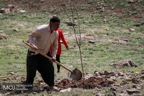 سهم کرمانشاه از طرح کاشت یک میلیارد درخت در کشور، ۳۶ میلیون اصله خواهد بود