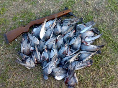 دستگیری یک شکارچی متخلف صید پرندگان در شهرستان کاشان