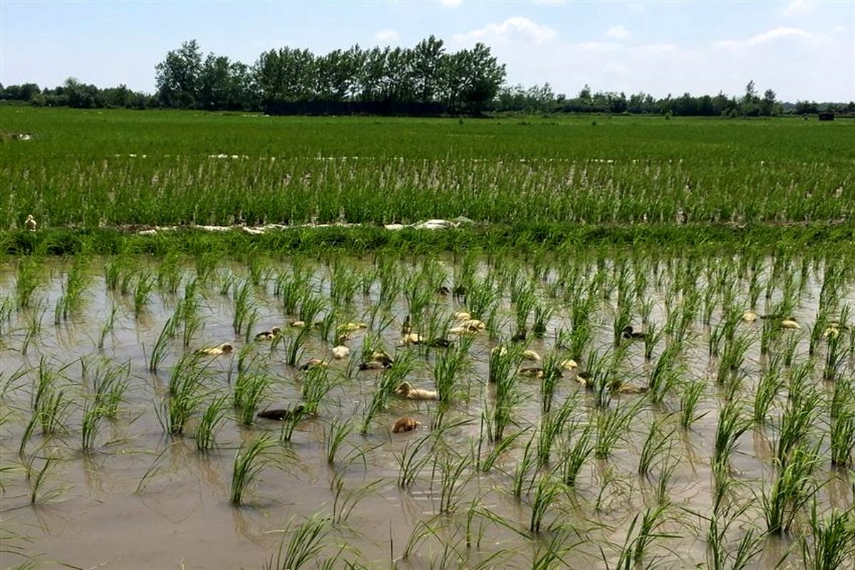 رشد 200 درصدی  مساحت زمین های زیر کشت برنج ارگانیک در منطقه آزاد انزلی