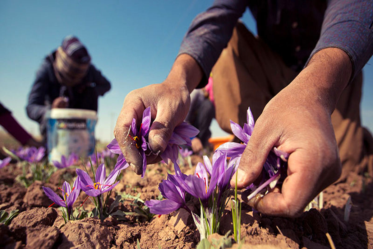 پیش بینی کاهش ۴۰تا۵۰ درصدی محصول زعفران در خراسان رضوی